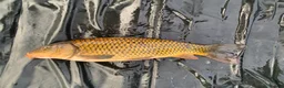 Koi Carp fish for sale: Mirror & Common Carp 10-16 Inches in Northwich - Advert 7