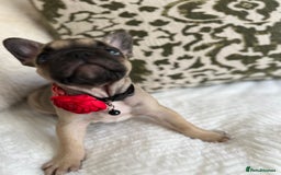 French Bulldog dogs for sale: Quality French Bulldog Puppies L4 carriers - Image 17