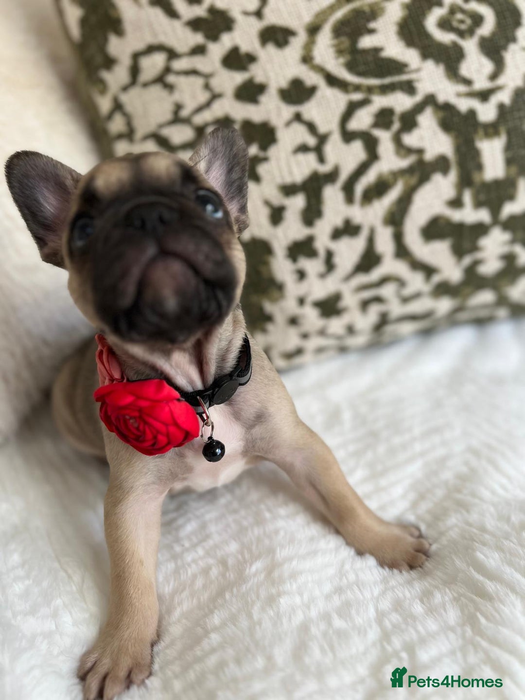 French Bulldog dogs for sale: Quality French Bulldog Puppies L4 carriers - Image 17