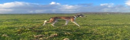 Saluki dogs for stud: KC Registered Saluki Stud in Liskeard - Advert 7