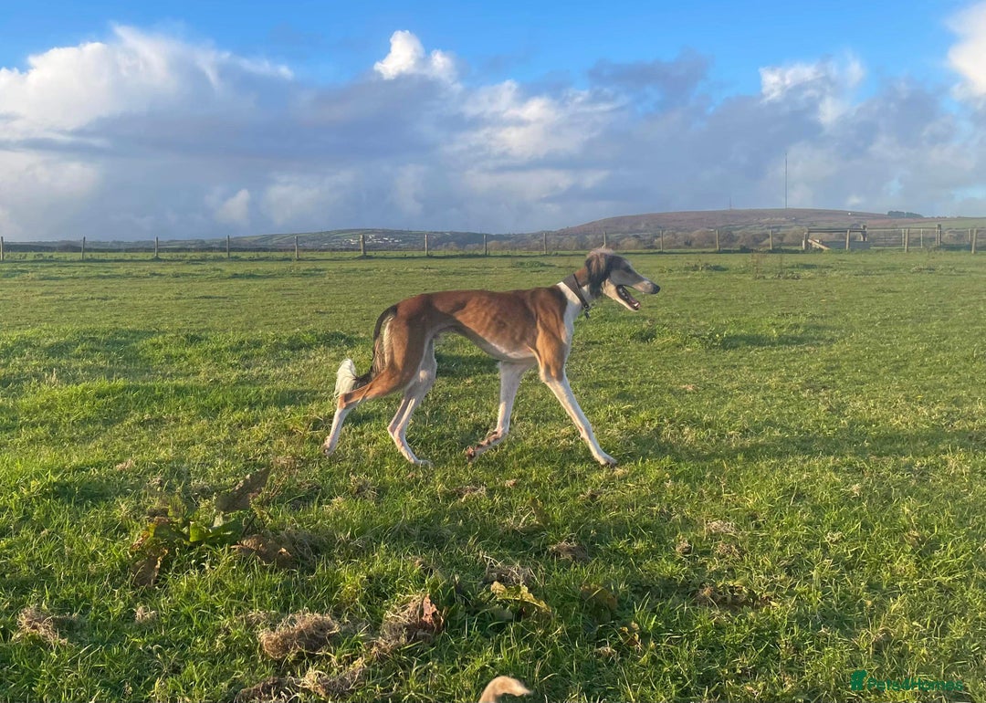 Saluki dogs for stud: KC Registered Saluki Stud in Liskeard - Advert 7