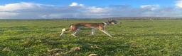 Saluki dogs for stud: KC Registered Saluki Stud - Advert 7