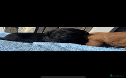 Labradoodle dogs for sale: F1 Labradoodle puppy’s  - Image 5