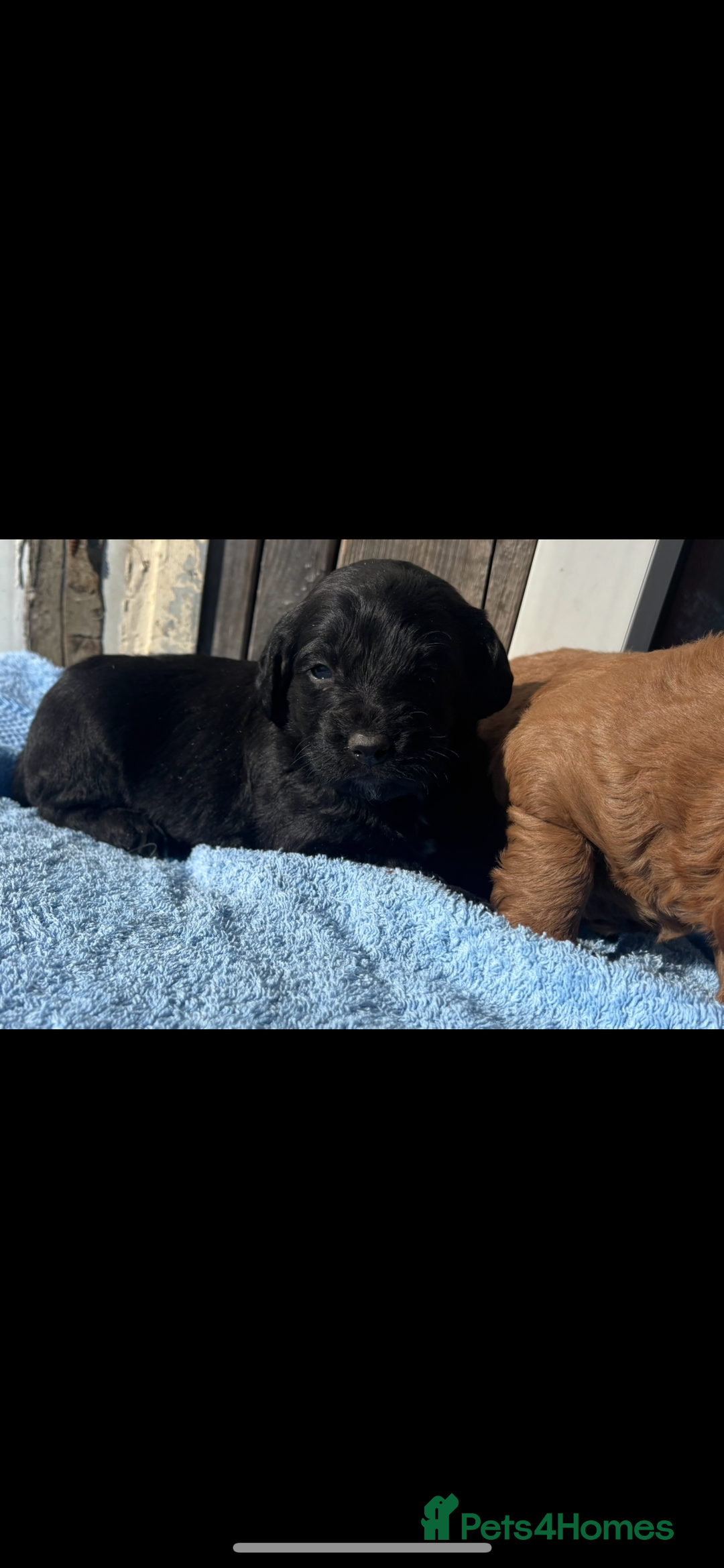 Labradoodle dogs for sale: F1 Labradoodle puppy’s  - Image 5