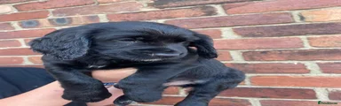 Cocker Spaniel 3