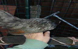 Chickens poultry for sale: 2 handsome serama Cockerells - Image 5