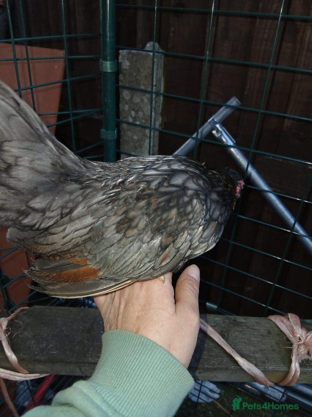 Chickens poultry for sale: 2 handsome serama Cockerells - Image 5