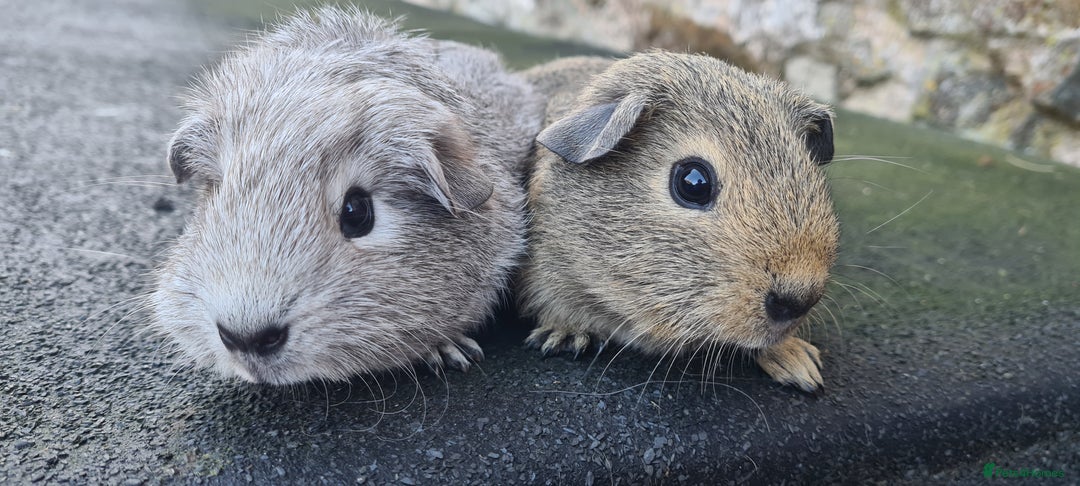 Guinea Pig rodents for sale: Male guinea pigs - Image 2