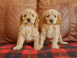 Cavapoo dogs Quality Health Tested F1 Cavapoo Puppies - Advert 1