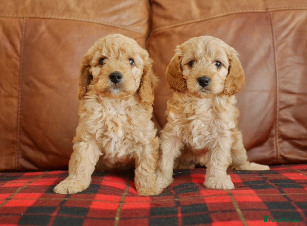 Cavapoo dogs Quality Health Tested F1 Cavapoo Puppies - Advert 4