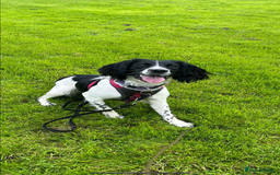 English Springer Spaniel dogs for sale: 6 gorgeous KC reg ESS puppies  - Image 2