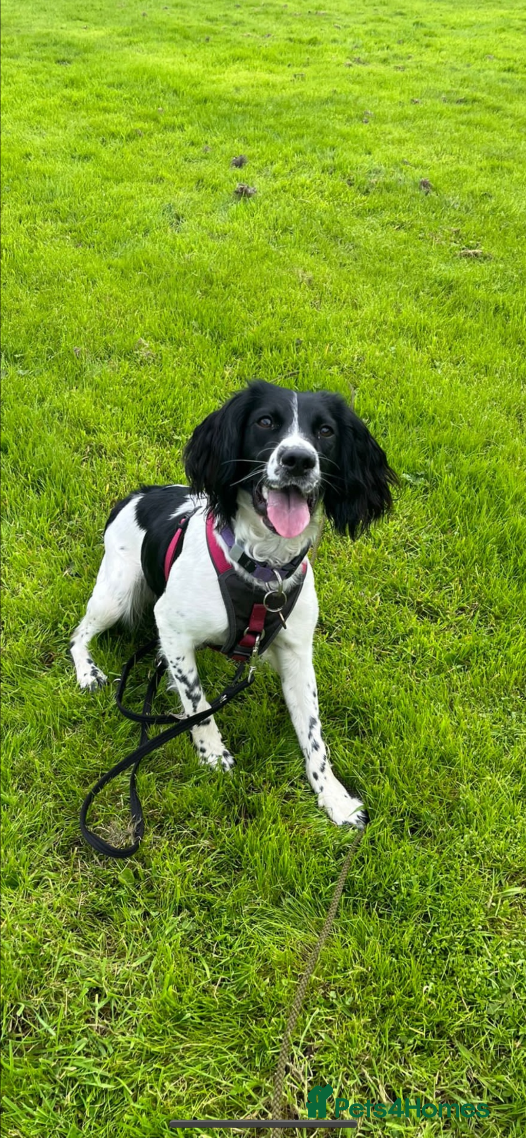 English Springer Spaniel dogs for sale: 6 gorgeous KC reg ESS puppies  - Image 2
