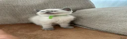 British Shorthair cats for sale: British shorthair Colorpoint kittens - Advert 12