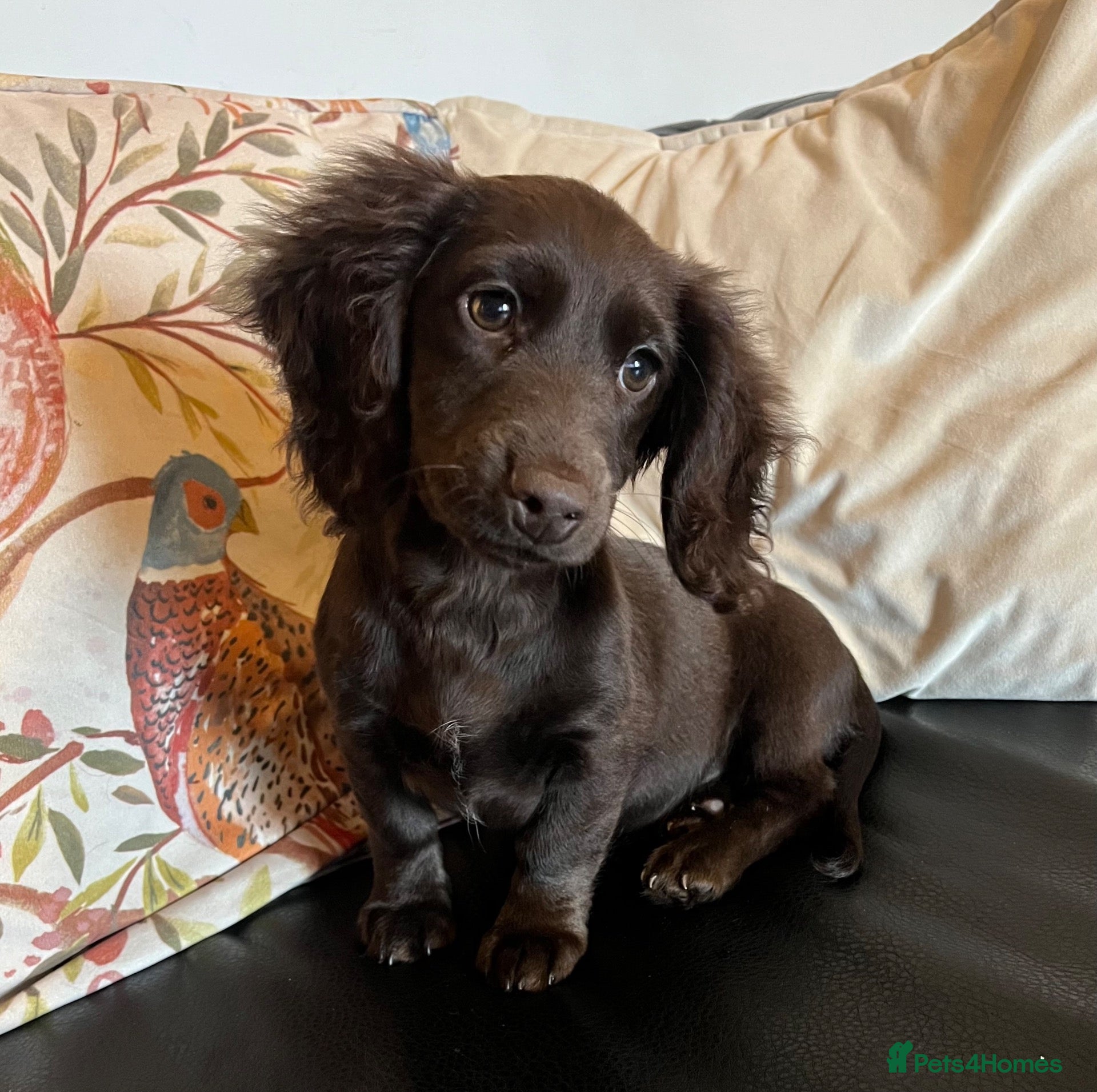 Mixed Breed dogs Working Cocker Spaniel x Longhair Dachshund - Advert 14