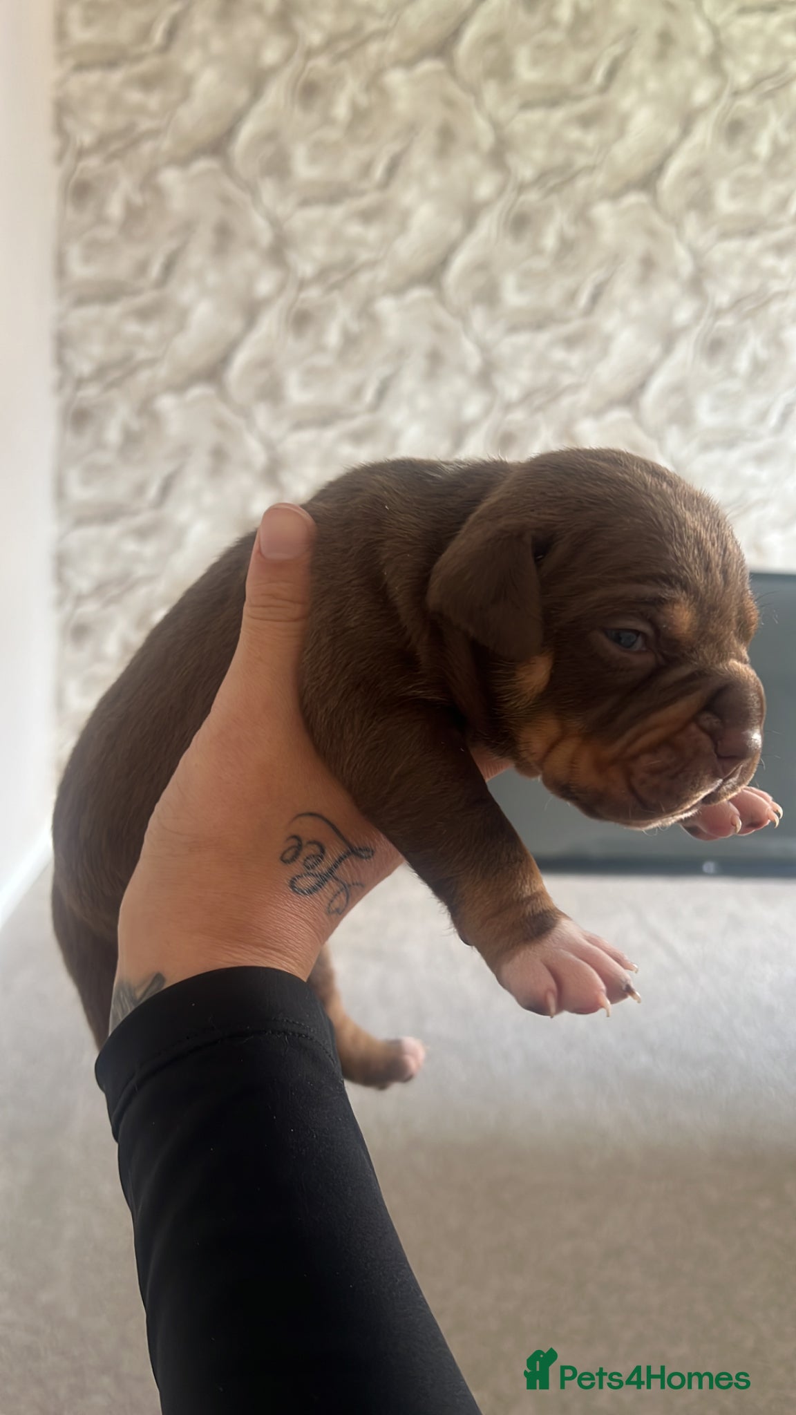 American Bully dogs American pocket bully  - Advert 19