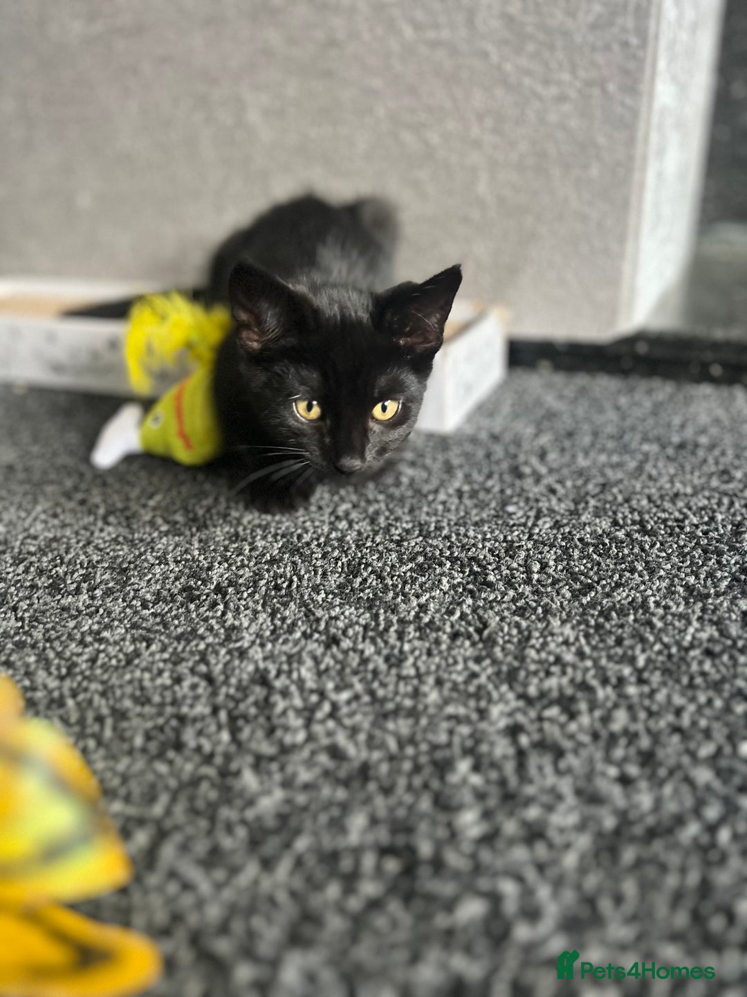 Mixed Breed cats for sale: 1 female kitten looking for home - Image 3