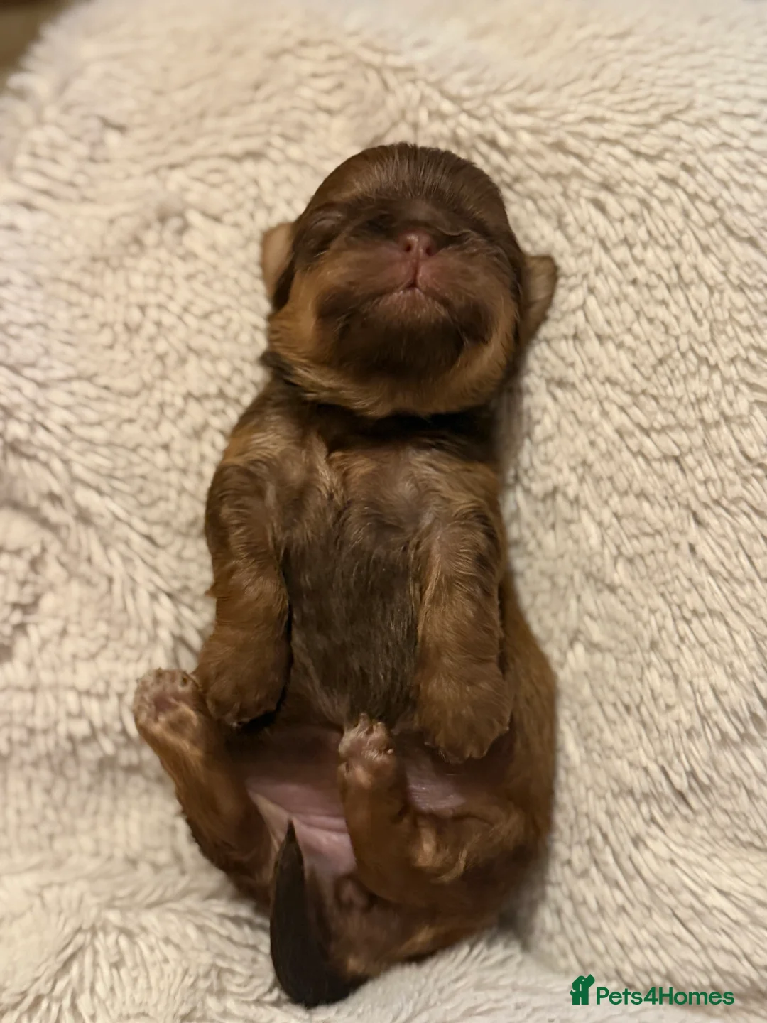 Shih Tzu dogs for sale: Shih tzu  - Advert 20