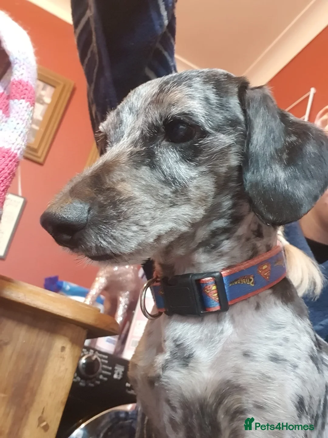 Doxiepoo dogs for stud: ​ PROVEN Silver Dapple Doxipoo Available for Stud  - Advert 3