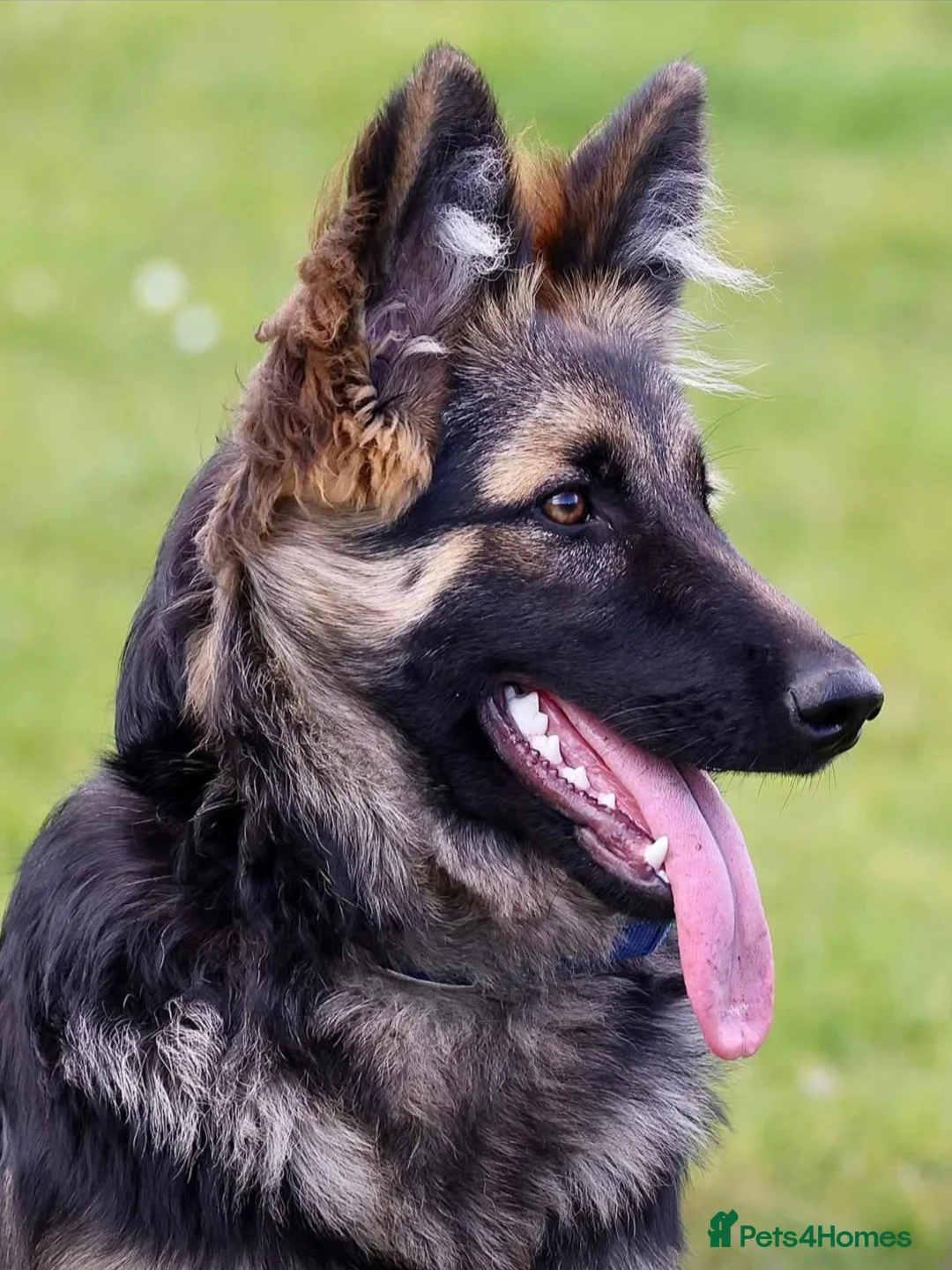 German Shepherd dogs for sale: Kc registered - pedigree - German Shepard puppies  - Advert 1