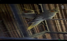 Cockatiels birds for sale: Proven breeding cockatiel pair - Image 1