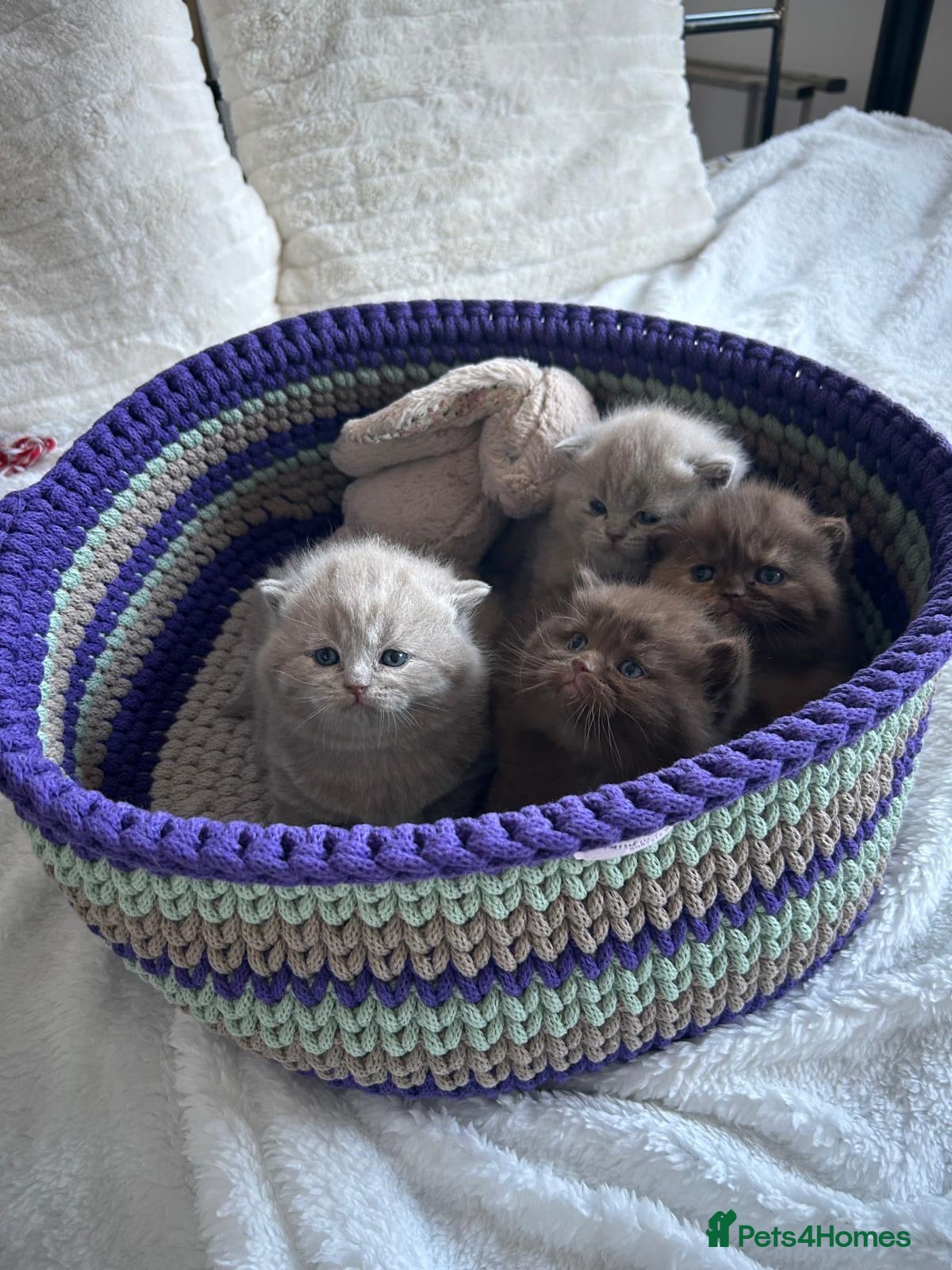 British Shorthair cats GCCF BRITISH SHORTHSIR KITTENS - Advert 3