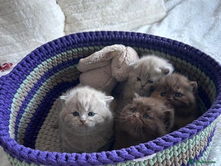 British Shorthair cats GCCF BRITISH SHORTHSIR KITTENS - Advert 2