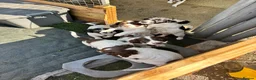 English Springer Spaniel dogs for sale: Beautiful springer spaniel puppies  - Advert 11