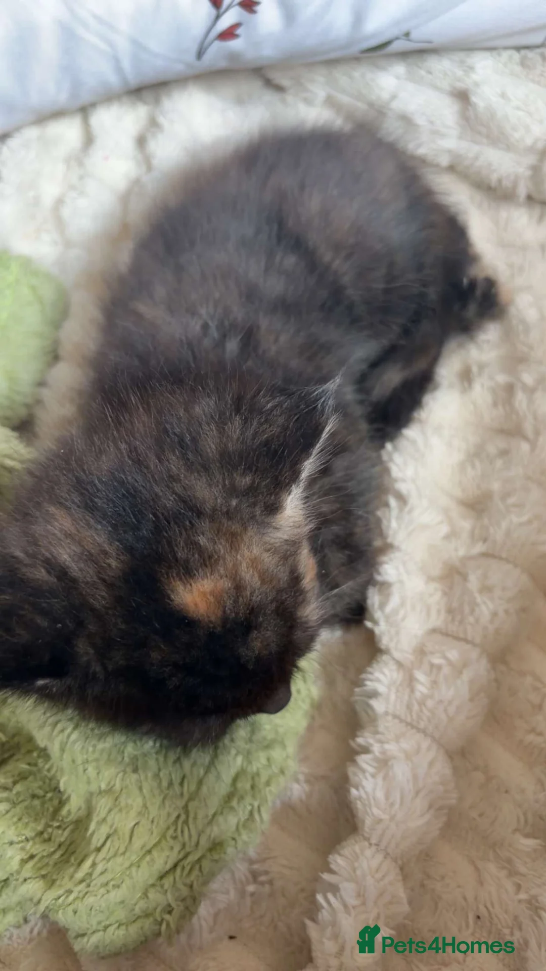 Mixed Breed cats for sale: Kittens  - Advert 2