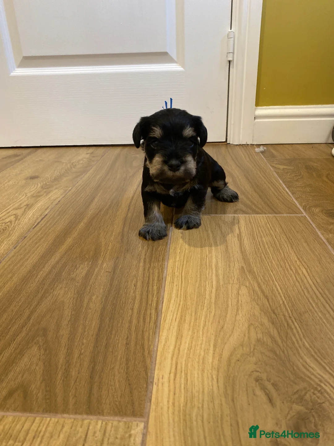 Miniature Schnauzer dogs for sale: Miniature schnauzers  - Advert 9