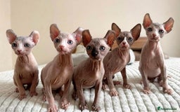 Sphynx cats for sale: Gorgeous pedigree sphynx - Image 1