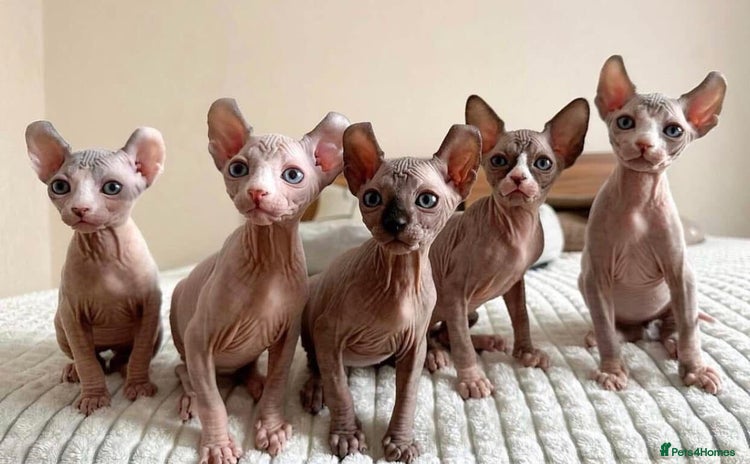 Sphynx cats - Advert 2