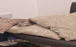 Bengal cats for sale: Silver bengal - Image 2