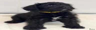 Schnoodle 2