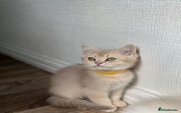British Shorthair cats for sale: READY NOW BEAUTIFUL TICA BRITISH BSH/BLH KITTENS - Image 4