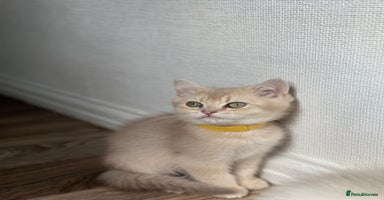 British Shorthair cats - Advert 15