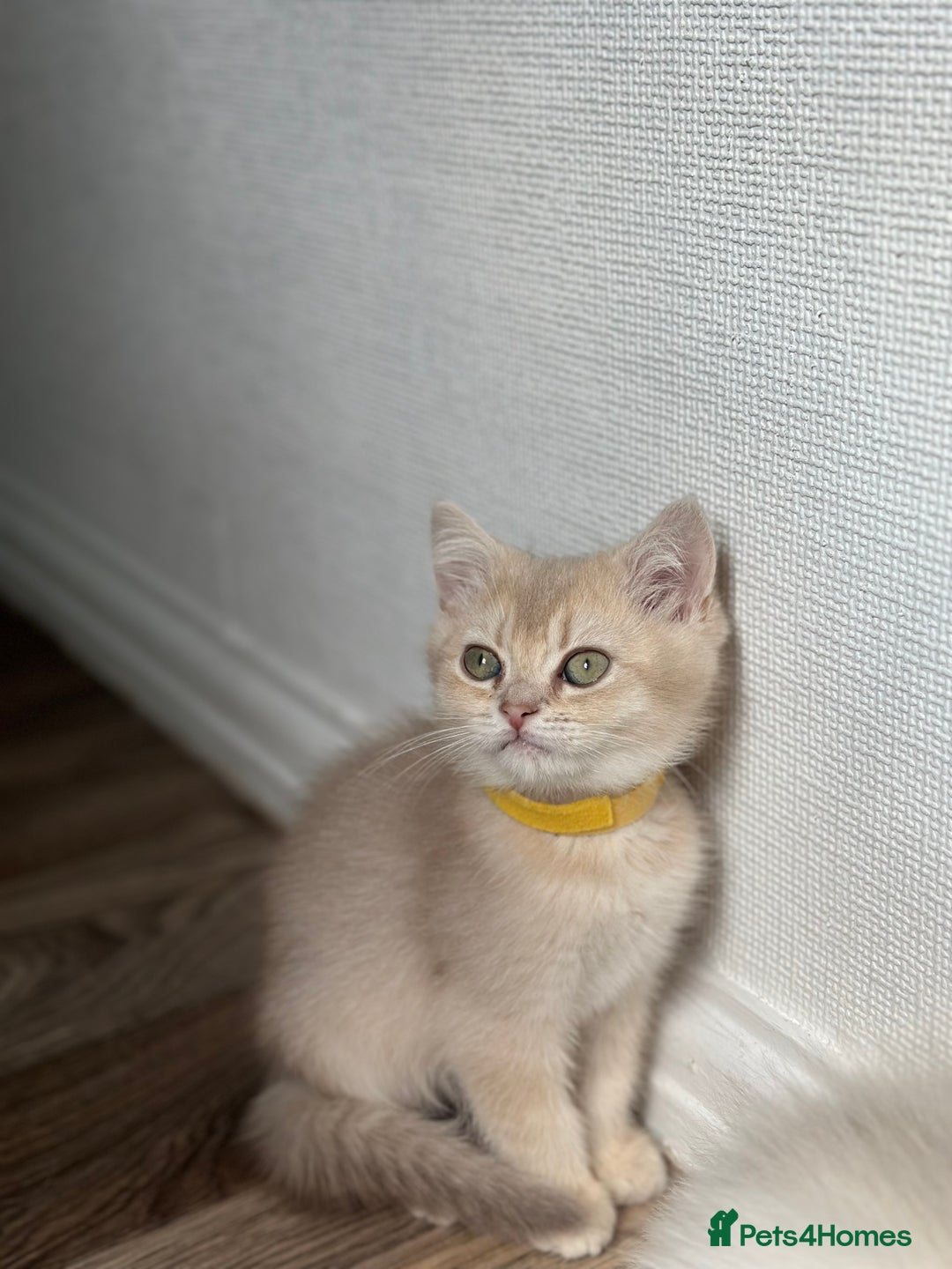 British Shorthair cats for sale: READY NOW BEAUTIFUL TICA BRITISH BSH/BLH KITTENS - Image 4