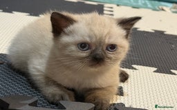 British Shorthair cats for sale: Full BSH kittens ready to leave now, 14 weeks old - Image 10