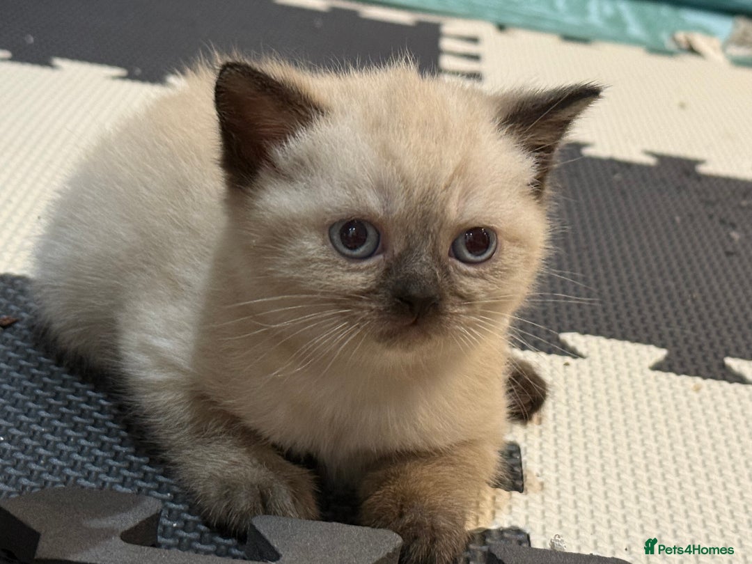 British Shorthair cats for sale: Full BSH kittens ready to leave now, 14 weeks old - Image 10