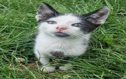 Domestic Shorthair cats for sale: 3 Playful Kittens 🐾 - Image 5