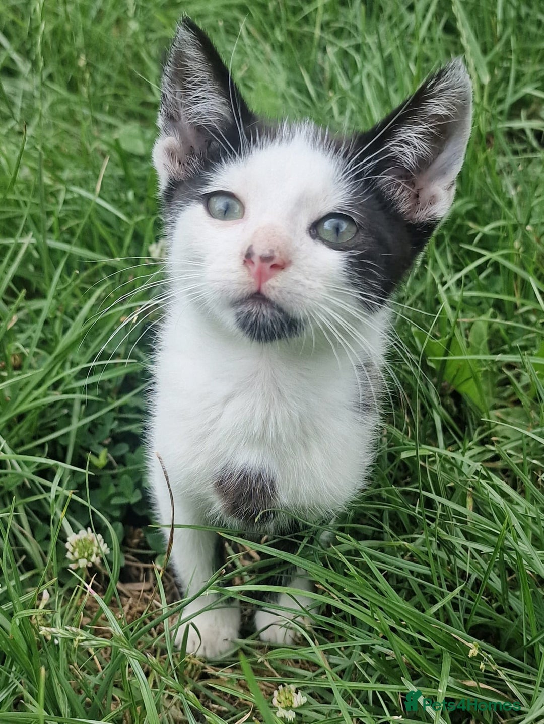 Domestic Shorthair cats for sale: 3 Playful Kittens 🐾 - Image 5