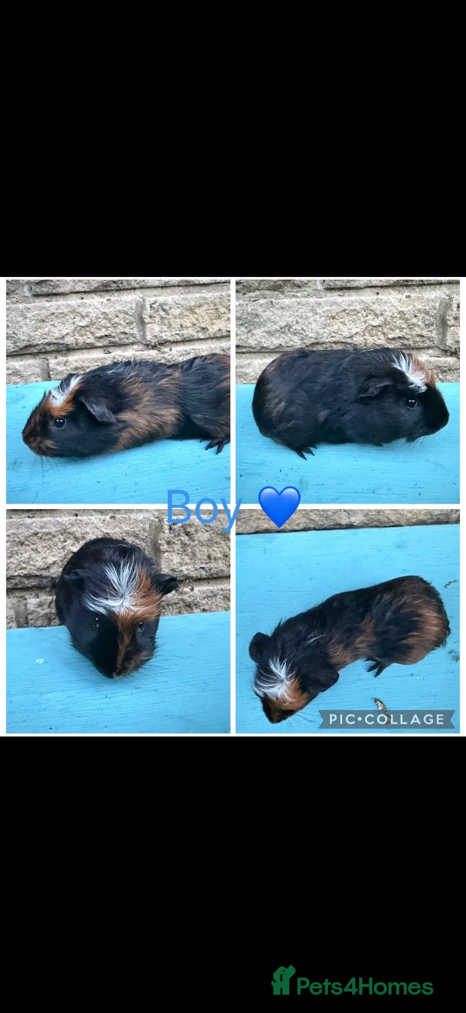 Guinea Pig rodents 4 Male & 2 Female piggies looking for new laps - Advert 1
