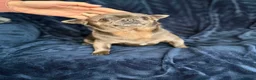 Chihuahua dogs for sale: Chihuahua dogs  - Advert 4