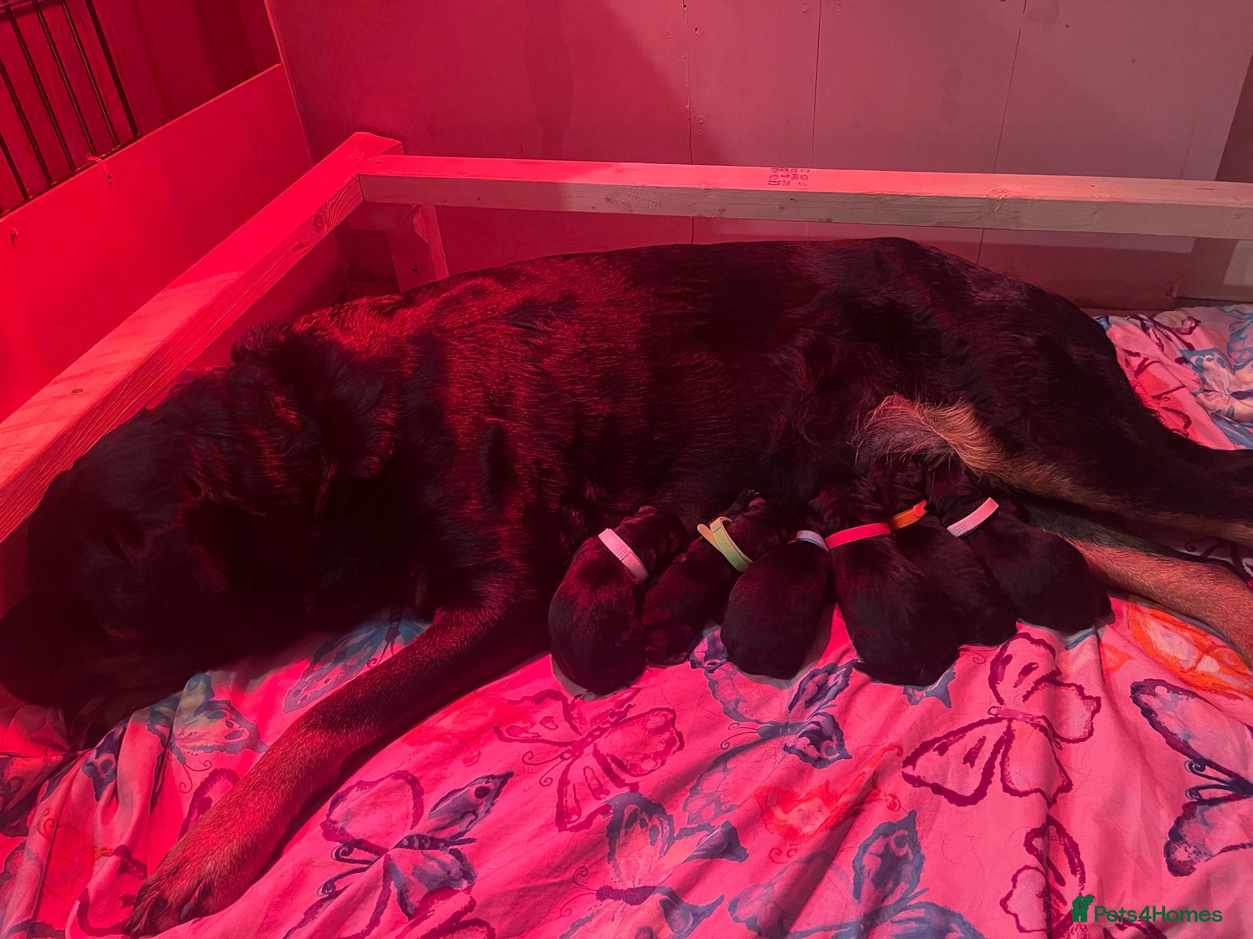 Rottweiler dogs 🐾🐶PUREBRED ROTTWEILER PUPPIES 🐶🐾 - Advert 1