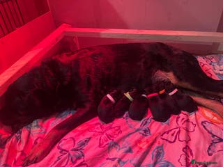 Rottweiler dogs 🐾🐶PUREBRED ROTTWEILER PUPPIES 🐶🐾 - Advert 1