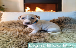 Whippet dogs for sale: Beautiful KC whippet pups for sale :) - Image 1