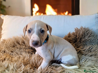 Whippet dogs - Advert 1