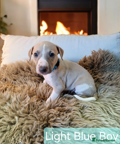 Whippet dogs - Advert 1