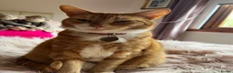 Domestic Shorthair cats for sale: Rozi the Ginger Domestic Female Cat  in Shotts - Advert 1