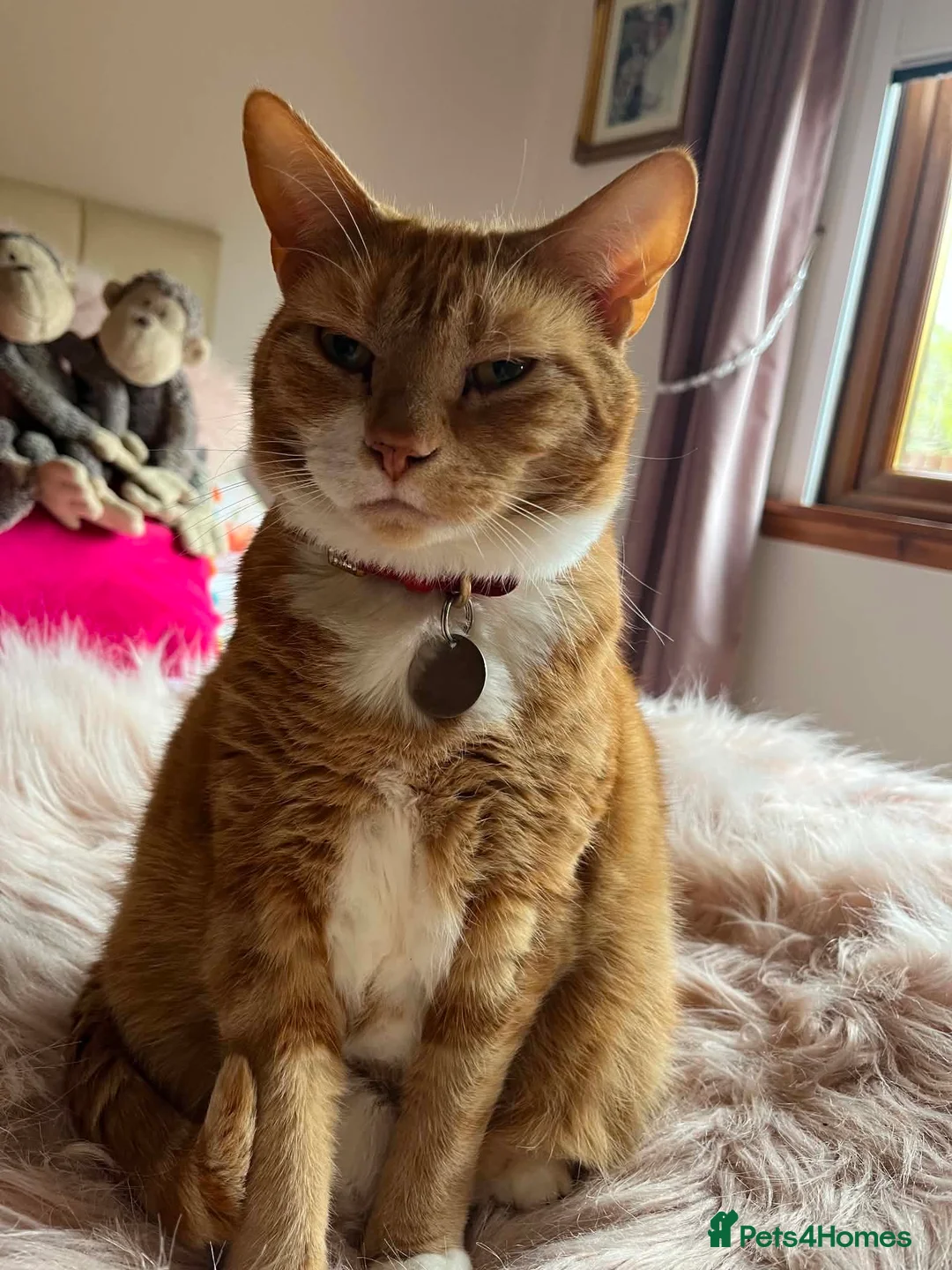 Domestic Shorthair cats for sale: Rozi the Ginger Domestic Female Cat  in Shotts - Advert 1