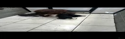Cockapoo dogs for sale: Stunning f1 cockapoo puppies  in Sheffield - Advert 10